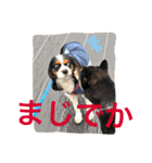 はらぺこにくきゅうスタンプ2（個別スタンプ：11）