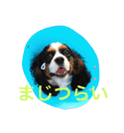 はらぺこにくきゅうスタンプ2（個別スタンプ：12）