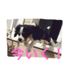 はらぺこにくきゅうスタンプ2（個別スタンプ：13）