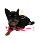 はらぺこにくきゅうスタンプ2（個別スタンプ：39）