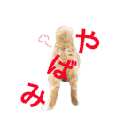はらぺこにくきゅうスタンプ2（個別スタンプ：40）