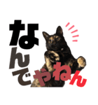 サビ猫・あかふくの日常（個別スタンプ：1）