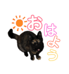 サビ猫・あかふくの日常（個別スタンプ：2）