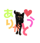 サビ猫・あかふくの日常（個別スタンプ：3）