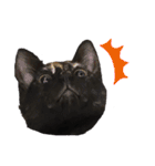 サビ猫・あかふくの日常（個別スタンプ：5）