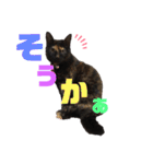 サビ猫・あかふくの日常（個別スタンプ：6）