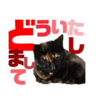 サビ猫・あかふくの日常（個別スタンプ：7）