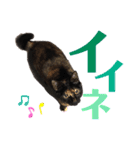 サビ猫・あかふくの日常（個別スタンプ：8）
