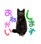 サビ猫・あかふくの日常（個別スタンプ：10）