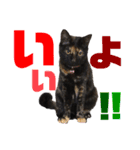サビ猫・あかふくの日常（個別スタンプ：11）