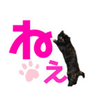 サビ猫・あかふくの日常（個別スタンプ：12）