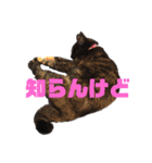 サビ猫・あかふくの日常（個別スタンプ：13）