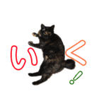サビ猫・あかふくの日常（個別スタンプ：14）