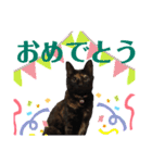 サビ猫・あかふくの日常（個別スタンプ：15）