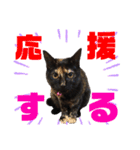 サビ猫・あかふくの日常（個別スタンプ：16）