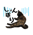 サビ猫・あかふくの日常（個別スタンプ：17）