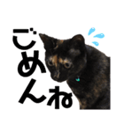 サビ猫・あかふくの日常（個別スタンプ：18）