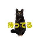 サビ猫・あかふくの日常（個別スタンプ：19）