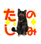 サビ猫・あかふくの日常（個別スタンプ：20）