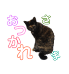 サビ猫・あかふくの日常（個別スタンプ：21）