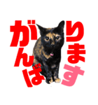 サビ猫・あかふくの日常（個別スタンプ：22）
