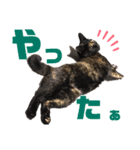 サビ猫・あかふくの日常（個別スタンプ：23）