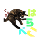 サビ猫・あかふくの日常（個別スタンプ：24）
