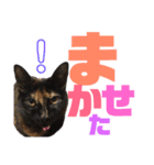 サビ猫・あかふくの日常（個別スタンプ：25）