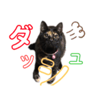 サビ猫・あかふくの日常（個別スタンプ：26）