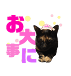 サビ猫・あかふくの日常（個別スタンプ：27）