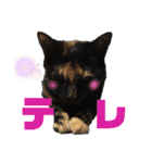 サビ猫・あかふくの日常（個別スタンプ：31）