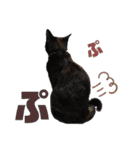 サビ猫・あかふくの日常（個別スタンプ：32）