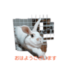 ラッキーさんの日常あいさつ（個別スタンプ：1）