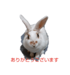 ラッキーさんの日常あいさつ（個別スタンプ：2）
