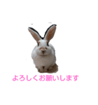 ラッキーさんの日常あいさつ（個別スタンプ：3）