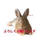 うさぎのベティと弟のウル（個別スタンプ：3）