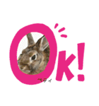 うさぎのベティと弟のウル（個別スタンプ：4）