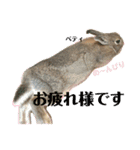 うさぎのベティと弟のウル（個別スタンプ：5）