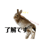 うさぎのベティと弟のウル（個別スタンプ：6）