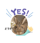 うさぎのベティと弟のウル（個別スタンプ：10）