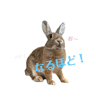 うさぎのベティと弟のウル（個別スタンプ：14）