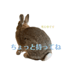 うさぎのベティと弟のウル（個別スタンプ：15）