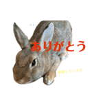 うさぎのベティと弟のウル（個別スタンプ：16）