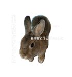 うさぎのベティと弟のウル（個別スタンプ：17）