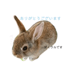 うさぎのベティと弟のウル（個別スタンプ：20）