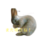 うさぎのベティと弟のウル（個別スタンプ：22）