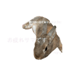 うさぎのベティと弟のウル（個別スタンプ：23）
