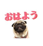 伝助の日常 その2（個別スタンプ：1）