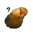 てちてちコザクラインコ（個別スタンプ：1）