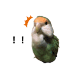 てちてちコザクラインコ（個別スタンプ：2）